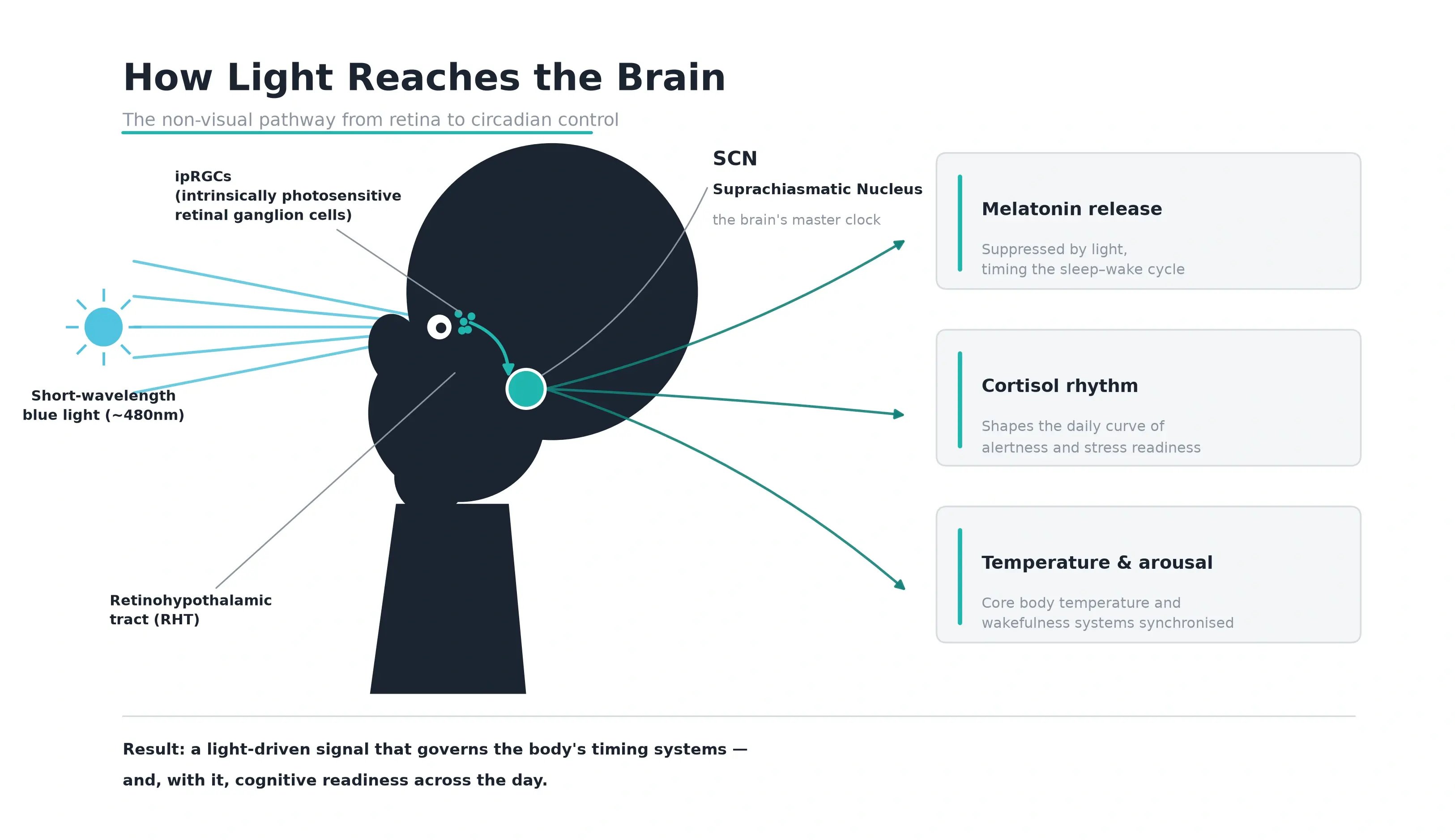 how_light_reaches_the_brain