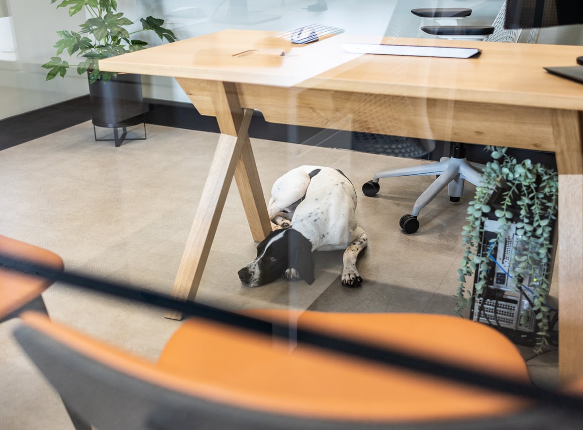 spot under desk