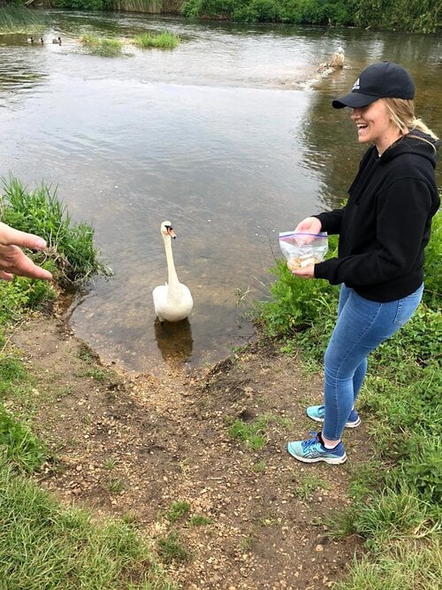 feeding-ducks