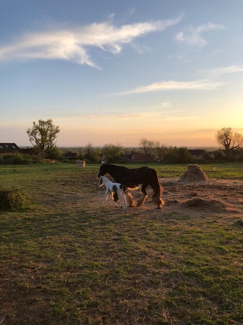 horses-in-field